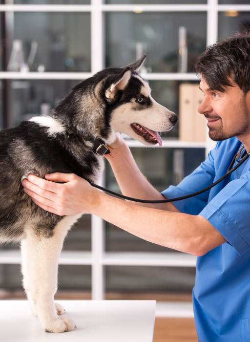 الرئيسية gallery four.png